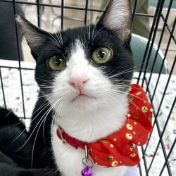 待ちねこ譲渡会　