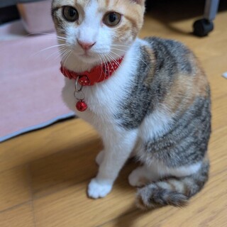 兄妹で素敵な家族が決まりました！