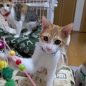 兄妹で素敵な家族が決まりました！
