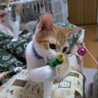 兄妹で素敵な家族が決まりました！ サムネイル2
