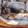 兄妹で素敵な家族が決まりました！ サムネイル4