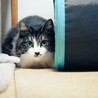 はなざわ