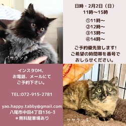 予約制無料デー！動物病院の保護猫譲渡会 サムネイル2