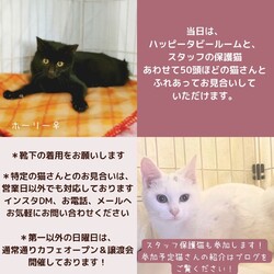 予約制無料デー！動物病院の保護猫譲渡会 サムネイル3