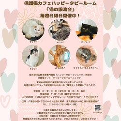 動物病院の保護猫譲渡会 サムネイル1