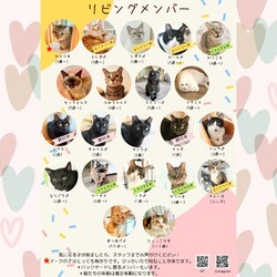 動物病院の保護猫譲渡会 サムネイル2