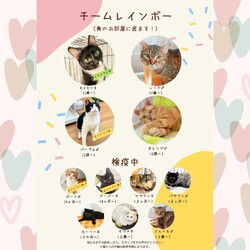 動物病院の保護猫譲渡会 サムネイル3