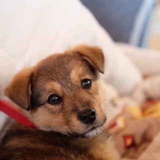 富士額柄のコロコロかわいい仔犬♡アイリちゃん