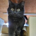 大怪我していた子猫ちゃん