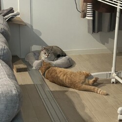 「嬉しいご報告と3匹の医療について」サムネイル2