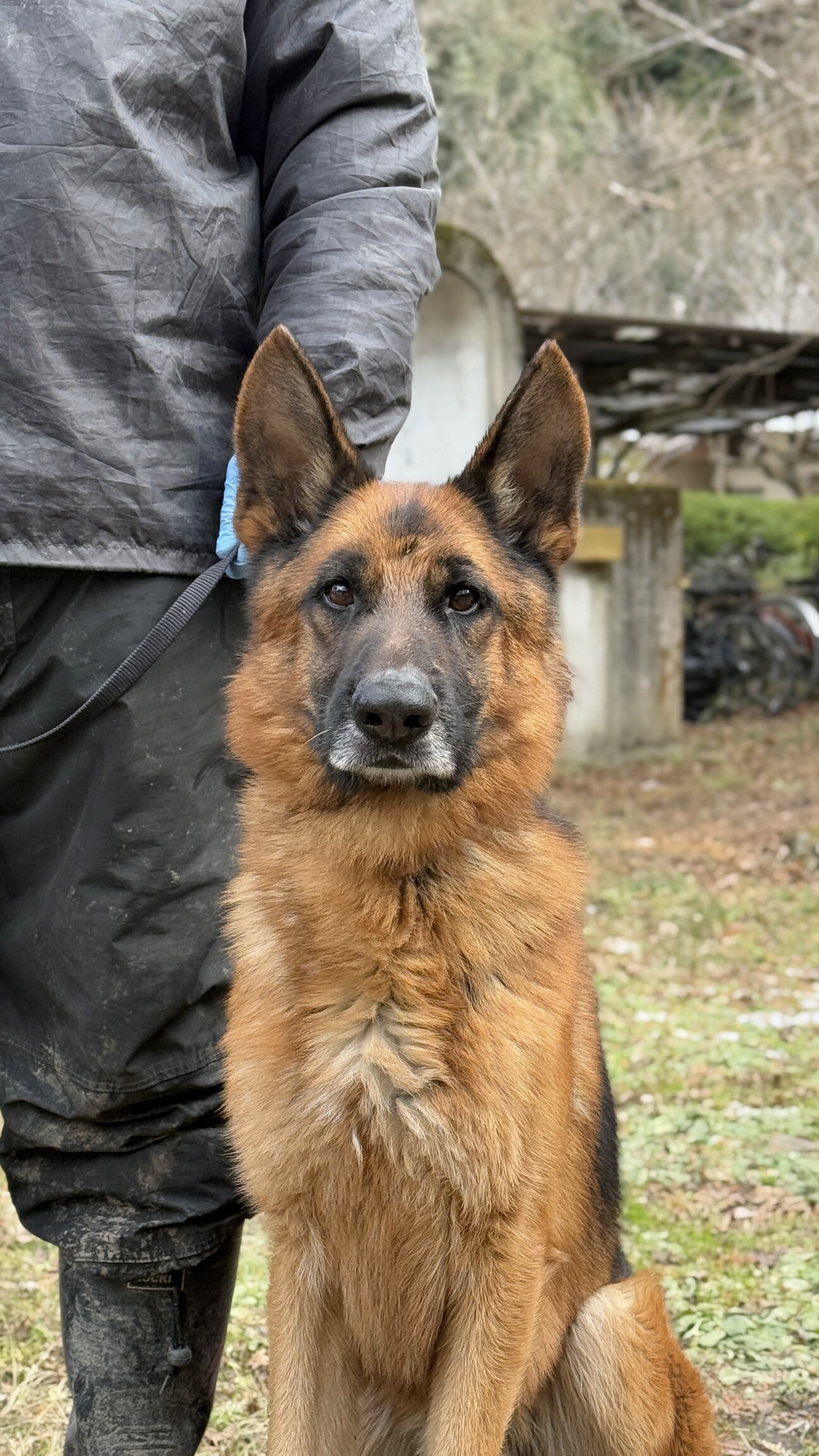 ジャーマンシェパードの男の子」三重県 - 犬の里親募集(509335