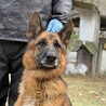 ジャーマンシェパードの男の子 サムネイル2