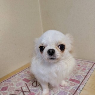 べっぴんチワワ、ゆずの家族を募集します。