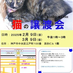 猫の譲渡会in神戸三宮 ¨ 猫のミーナ ¨