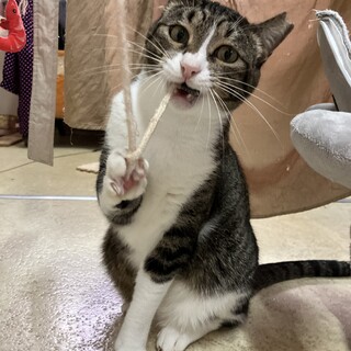 ぼてっとした体がたまらなく可愛いりりーくん