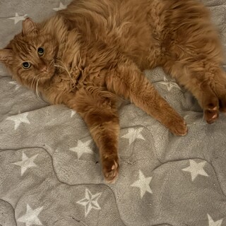 甘えん坊のモフ子さんに一生の家族を【大阪市】