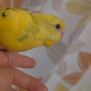 セキセイインコ（♂♀不明）