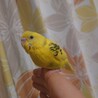 セキセイインコ（♂♀不明） サムネイル2