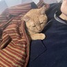 人が大好きな茶トラちゃん♀ 単身者、高齢者も可 サムネイル2