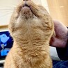 人が大好きな茶トラちゃん♀ 単身者、高齢者も可 サムネイル5