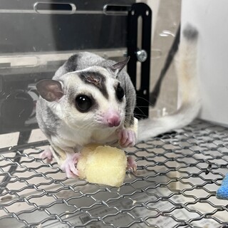 フクロモモンガ　モザイク♂里親募集してます。