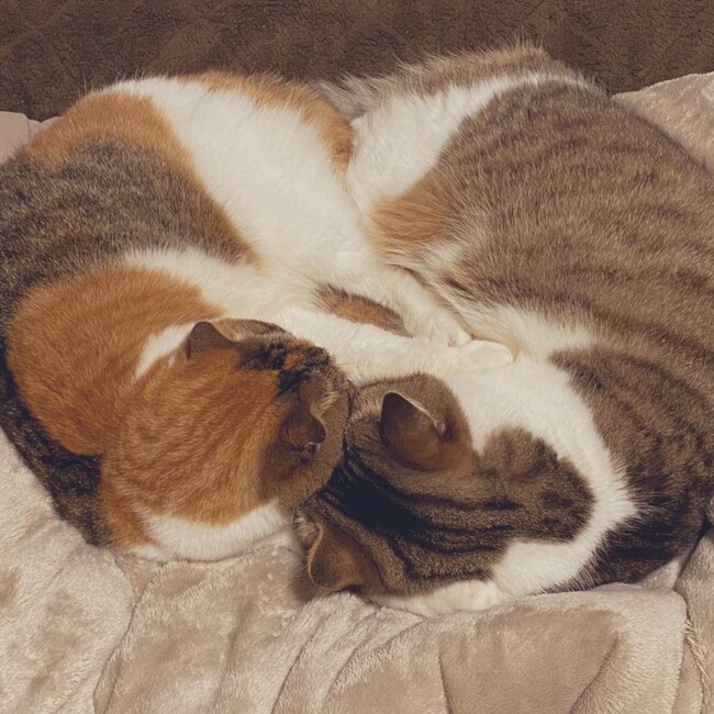 レイゼルのカバー写真