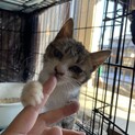 タレ目のほよみちゃん