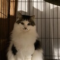 人馴れしてないけど、猫には優しいです…