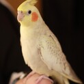 里親が決まりました。ありがとうございました。