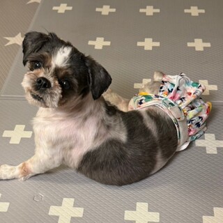 お散歩も良い子にできるニコちゃん