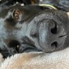 黒犬家族