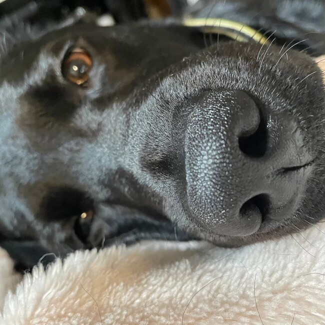 黒犬家族のカバー写真