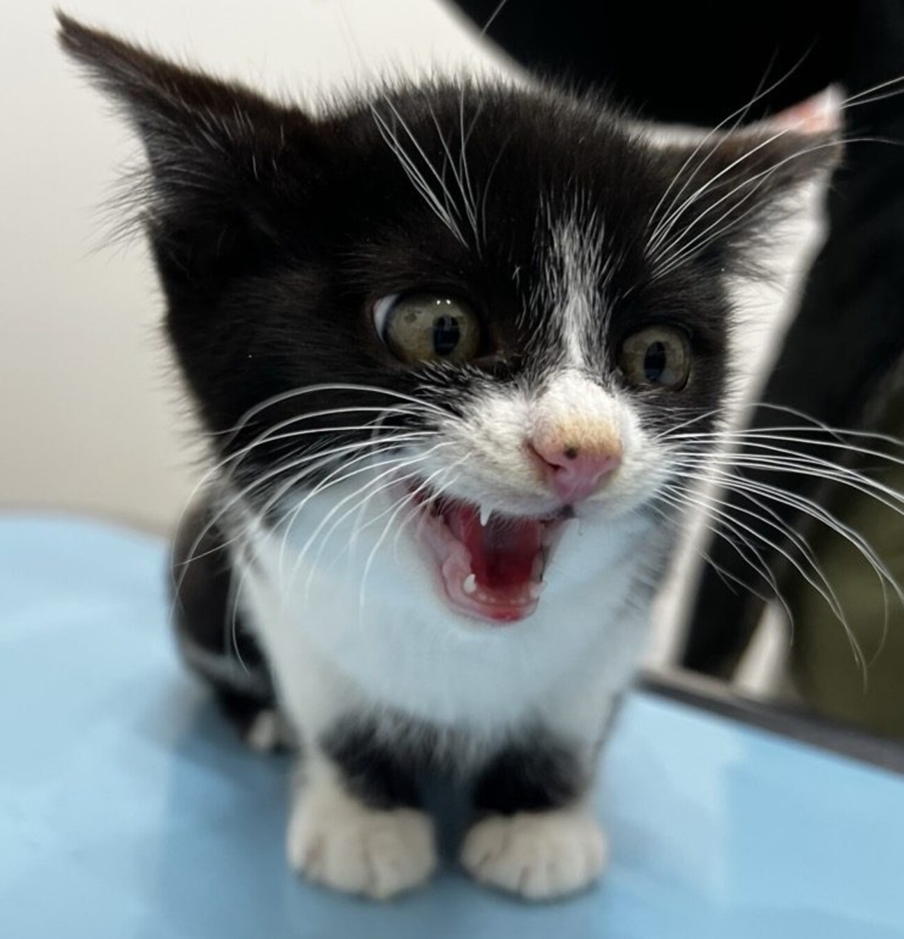 シャーじゃないのよ、ニャーです　ゴリ君 サムネイル1