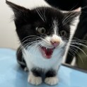 シャーじゃないのよ、ニャーです　ゴリ君