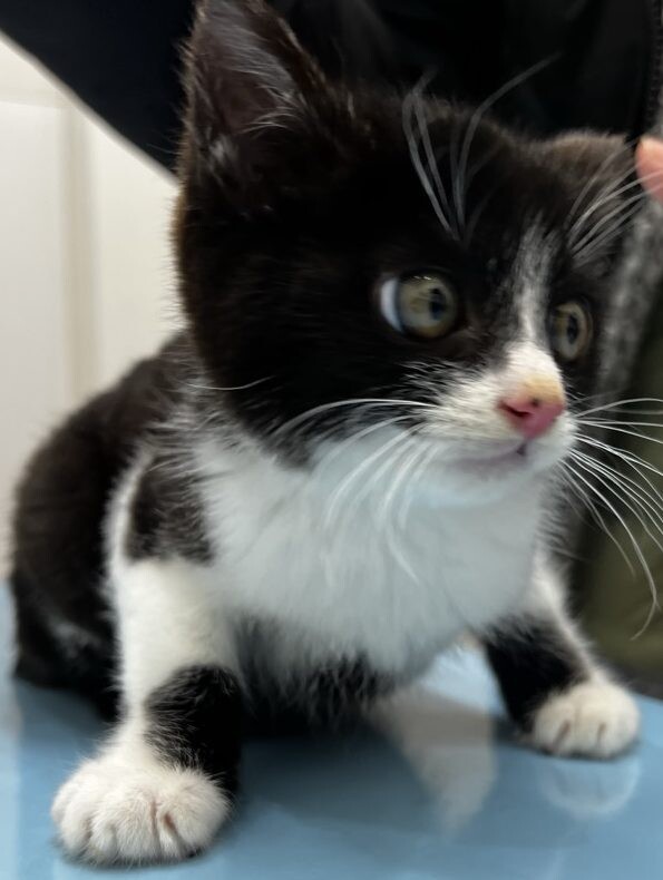 シャーじゃないのよ、ニャーです　ゴリ君 サムネイル2