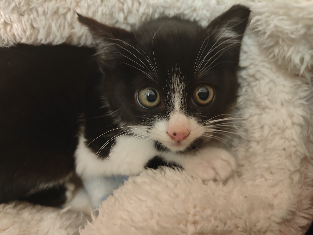 シャーじゃないのよ、ニャーです　ゴリ君 サムネイル3