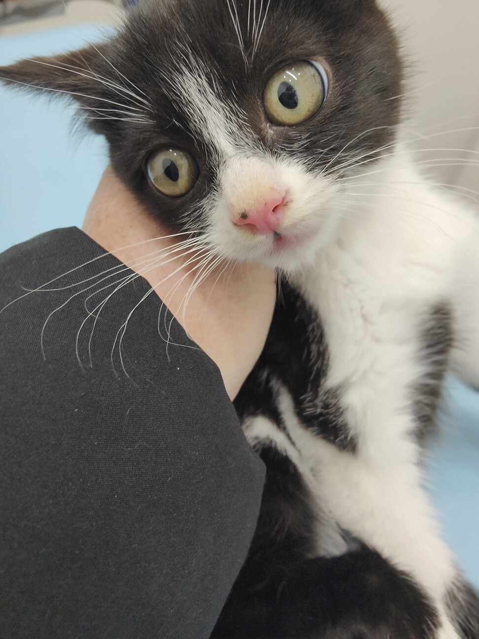 シャーじゃないのよ、ニャーです　ゴリ君 サムネイル4