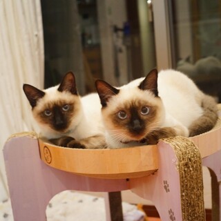 シャムMIXの美しい姉妹フル＆ムーン♡