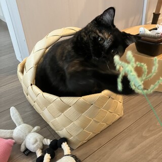 トーティシェルのふうと言います