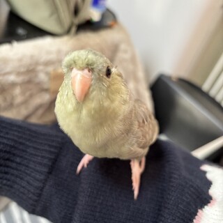 サザナミインコ 7ヶ月です。やむを得ず転居のため