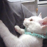 抱っこできる♪甘えたで元気★アポロくん ４ヵ月 サムネイル2