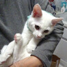 抱っこできる♪甘えたで元気★アポロくん ４ヵ月 サムネイル5