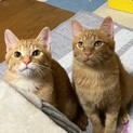 薄茶と濃い茶☆茶トラ兄弟☆チャロとミルキー