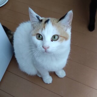 ＜検討中＞のんびりと猫らしいモフモフなミケちゃん♪