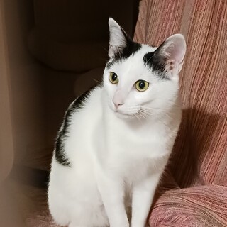 優しい性格の男の子です