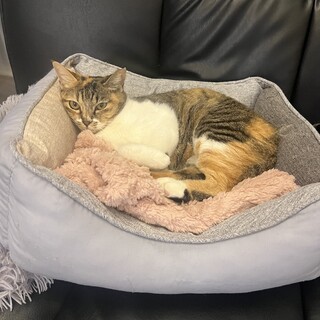 成猫はいいぞ❤︎とっても穏やかなミケちゃん2歳半