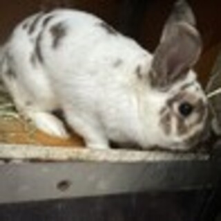 緊急！うさぎの里親さん募集