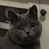 ぷたまん
