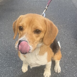 ビーグル犬、一才半、人懐っこいです。