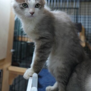 かわいいロン君です